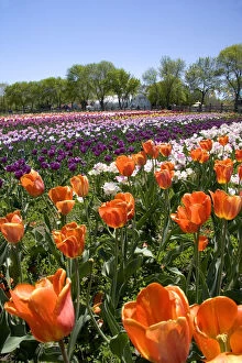 Windmill Island park with tulips in bloom