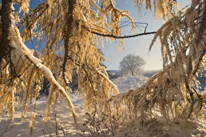 Winter scenery - early snow has fallen and covers european larches and surrounding scenery with a thick white blanket creating a very romantic atmosphere. The larches are still in their autumn colours with bright yellow needles Winter scenery - early snow has fallen and covers european larches and surrounding scenery with a thick white blanket creating a very romantic atmosphere. The larches are still in their autumn colours with bright yellow needles