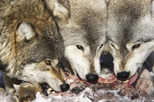 Wolf / Gray Wolf / Timber Wolf - eating White-tailed deer prey Wolf / Gray Wolf / Timber Wolf - eating White-tailed deer prey