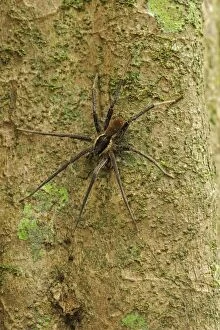 Images Dated 14th May 2011: Wolf spider, Ctenidae, flooded forest, Amazon, Mamiraua