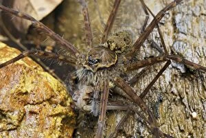 Images Dated 4th February 2007: Wolf Spider - eats prey, another spider (Lycosidae)