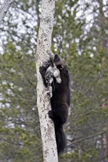 Images Dated 7th May 2007: Wolverine - climbing tree with prey