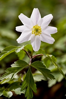 Wood Anemones - in flower in spring in ancient coppice woodland Wood Anemones - in flower in spring in ancient coppice woodland