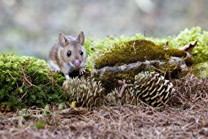 Wood Mouse - Single juvenile on moss covered rock Wood Mouse - Single juvenile on moss covered rock