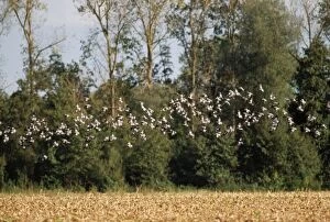 Images Dated 6th April 2005: Wood Pigeon - flock, in flight