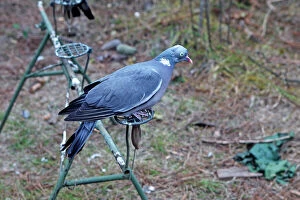 Images Dated 4th November 2007: Wood Pigeon hunting area - decoy bird - Pine Forest - Les Landes - France