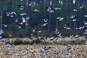 Wood Pigeon - large flock in flight landing in field Wood Pigeon - large flock in flight landing in field