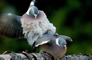 Wood Pigeons - mating
