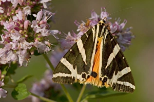 Wood Tiger - this colourful beige and orange coloured tiger moth sits on a pink coloured Wood Tiger - this colourful beige and orange coloured tiger moth sits on a pink coloured