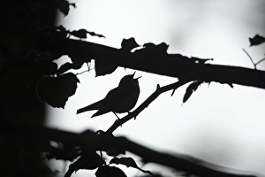 Wood Warbler - silhouette of bird singing from branch Wood Warbler - silhouette of bird singing from branch