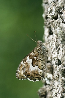 Woodland Grayling Butterfly - female basking on tree Woodland Grayling Butterfly - female basking on tree