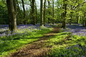 Woodland Path ~ with Bluebells ~ near Welshpool, Powys, Wales, UK