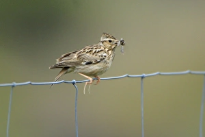 Woodlark - on fence, showing hind claws or spurs Woodlark - on fence, showing hind claws or spurs