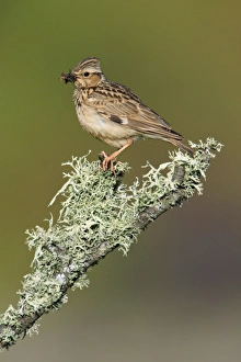 Woodlark - perched on lichen covered branch Woodlark - perched on lichen covered branch