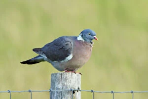 Images Dated 11th June 2008: Woodpigeon - on fence post, Texel, Holland