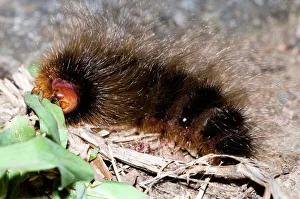 Woolly Bear - caterpillar feeding on grasses by night (Tri-coloured Tiger Moth) Woolly Bear - caterpillar feeding on grasses by night (Tri-coloured Tiger Moth)