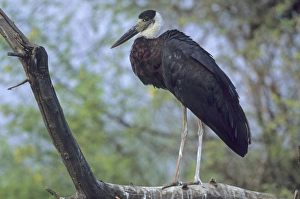 Woollynecked / Woolly-necked / White-necked / Whitenecked Stork - In tree Woollynecked / Woolly-necked / White-necked / Whitenecked Stork - In tree