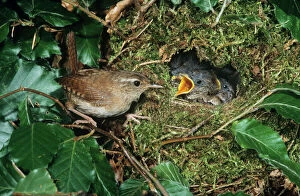Wren Collection: Wren - adult feeding offspring at nest