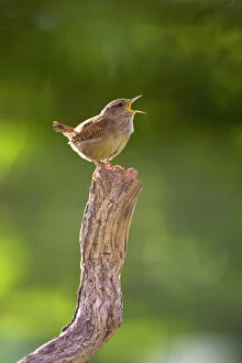 Garden Bird Gallery: Wren - Singing