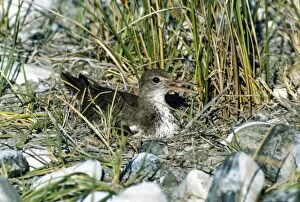 Spotted Sandpiper Gallery: WW-1132