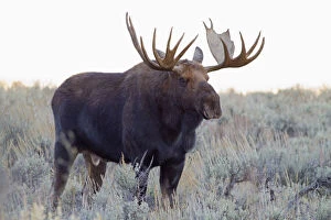 WY, Grand Teton National Park, Bull Moose