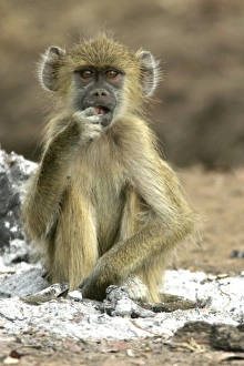 Yellow Baboon - sitting in ash of fire Yellow Baboon - sitting in ash of fire