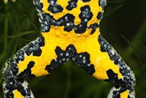 Yellow-bellied Toad - close-up of underside Yellow-bellied Toad - close-up of underside