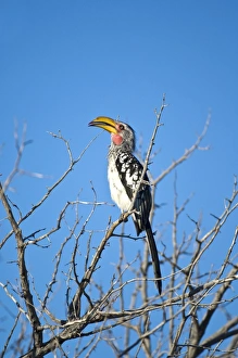 Yellow-billed Hornbill - Sitting on branch with beak open Yellow-billed Hornbill - Sitting on branch with beak open