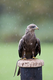 Yellow-billed Kite - Single adult perching on post in the rain - with leather handle straps (captive) Yellow-billed Kite - Single adult perching on post in the rain - with leather handle straps (captive)