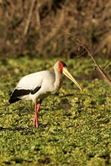 Images Dated 10th July 2004: Yellow-billed Stork. South Luangwa Valley National Park - Zambia - Africa