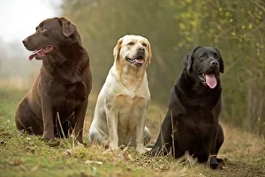 Yellow, Black and Chocolate Labradors - sitting Yellow, Black and Chocolate Labradors - sitting