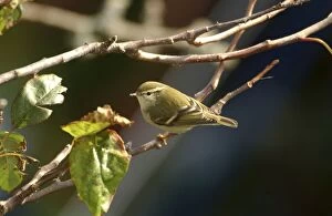 Images Dated 17th October 2002: Yellow-browed Warbler - perched on branch, October Isles of Scilly