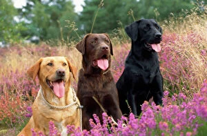 Yellow Chocolate & Black Labrador Dogs