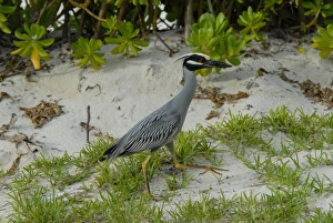 Yellow-crowned Night-Heron in breeding plumage Yellow-crowned Night-Heron in breeding plumage