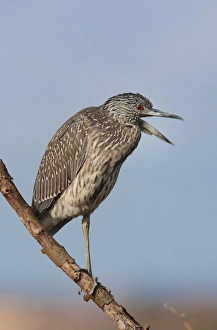 Yellow-crowned Night Heron - immature plumage - perched on branch Yellow-crowned Night Heron - immature plumage - perched on branch