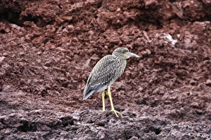 Yellow-crowned Night-Heron - young Yellow-crowned Night-Heron - young