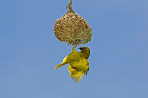 Yellow / Eastern Golden Weaver - male displaying on nest Yellow / Eastern Golden Weaver - male displaying on nest