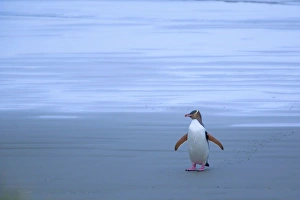 Yellow-eyed Penguin - adult coming ashore at dusk to feed its chick which is hidden in Yellow-eyed Penguin - adult coming ashore at dusk to feed its chick which is hidden in