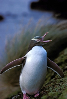 Yellow-eyed Penguin - Enderby Island Yellow-eyed Penguin - Enderby Island