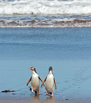 Valentine's Day Gallery: Yellow-eyed Penguins adults on the beach coming