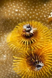 Yellow Feather Duster Worm / X-Mas Tree Worm