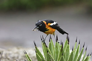 Yellow-hooded Blackbird - with insect in beak Yellow-hooded Blackbird - with insect in beak