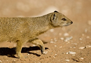 Yellow Mongoose - Half body portrait whilst on the move Kalahari Desert Yellow Mongoose - Half body portrait whilst on the move Kalahari Desert