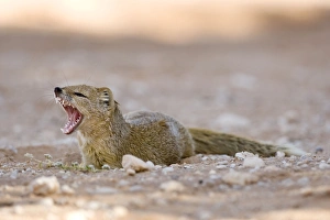 Yellow Mongoose - Lying in the shade and fletching his teeth Kalahari Desert Yellow Mongoose - Lying in the shade and fletching his teeth Kalahari Desert