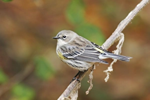 Yellow-rumped Warbler - female Yellow-rumped Warbler - female