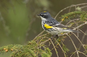 Yellow-rumped Warbler - Male perched on branch, Spring Yellow-rumped Warbler - Male perched on branch, Spring