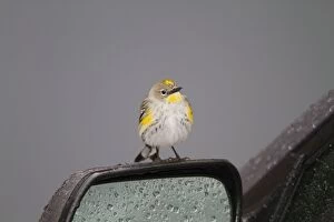 Coronata Gallery: Yellow-rumped Warbler - perched on car wing-mirror