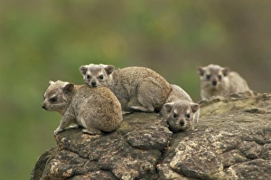 Yellow-spotted Hyraxes - Group together on rock ledge Yellow-spotted Hyraxes - Group together on rock ledge