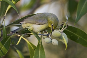 Yellow White-eye - foraging among mangrove fruits Yellow White-eye - foraging among mangrove fruits
