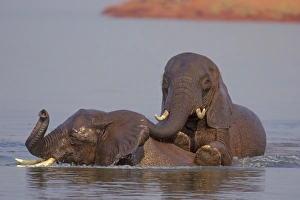 Young African Elephant - Bulls engaging in dominance behavior as part of water play Young African Elephant - Bulls engaging in dominance behavior as part of water play